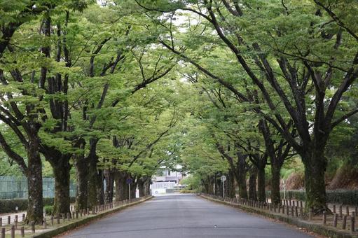 緑の葉の街路樹のトンネルと道路の風景 緑の葉の街路樹のトンネルと道路の風景の写真