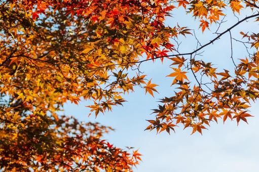丸山公園の紅葉 秋,冬,公園の写真素材
