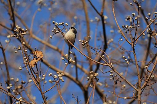 エナガ エナガ エナガ,野鳥,鳥の写真素材