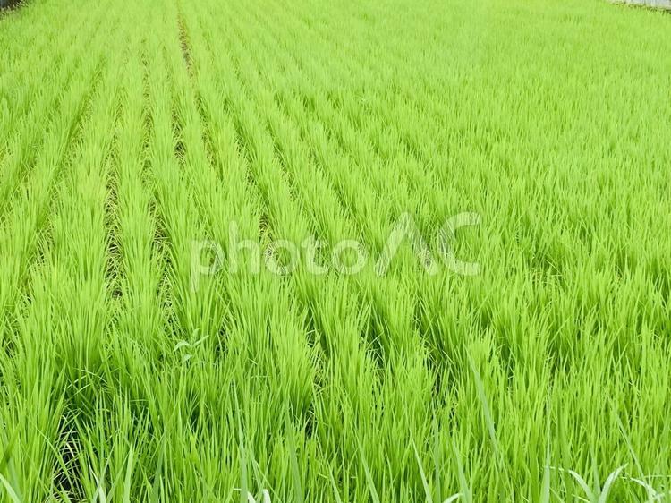 田んぼの絨毯 稲,田んぼ,初夏の写真素材