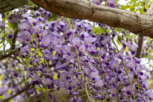 Wisteria flowers blooming on old trees, JPG