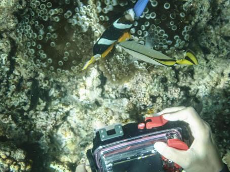 クマノミを撮影するダイバー クマノミ,カクレクマノミ,熱帯魚の写真素材