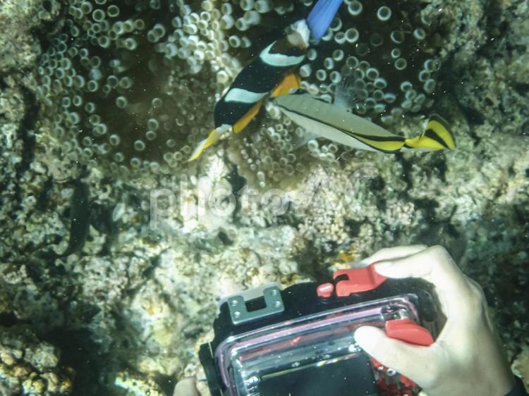 クマノミを撮影するダイバー クマノミ,カクレクマノミ,熱帯魚の写真素材