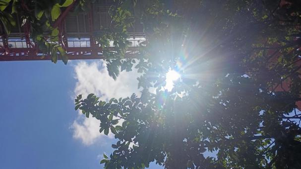 Sunlight filtering through the trees, sky, sunny day, sunny, JPG