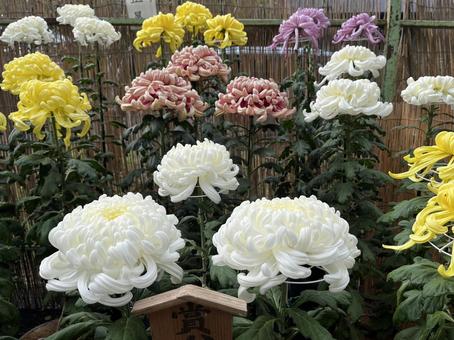 菊6 菊,秋,菊まつりの写真素材