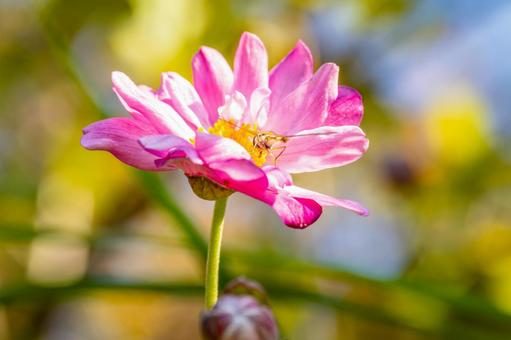 コスモス(74)の写真