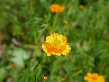【花の写真】コスモス（秋桜）の写真