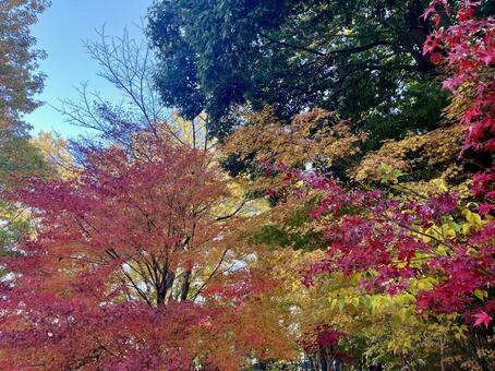 3色のグラデーションに染まる紅葉 紅葉,もみじ,色鮮やかの写真素材