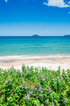 夏の海岸から眺める海 夏の海岸から眺める海の写真