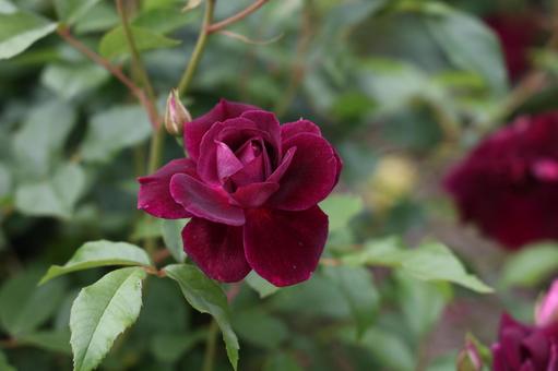 深紅に輝くベルベットのバラ バラ,薔薇,紫赤の写真素材