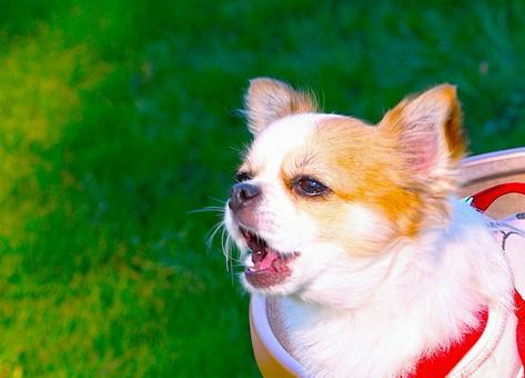 吠えても可愛いチワわんわん 吠えても可愛いチワわんわんの写真