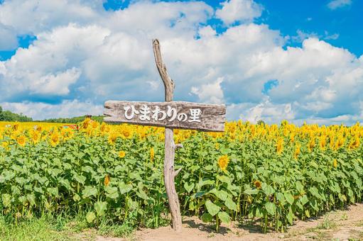 北海道 北竜町ひまわりの里 北海道 北竜町ひまわりの里 北海道,日本,北竜の写真素材