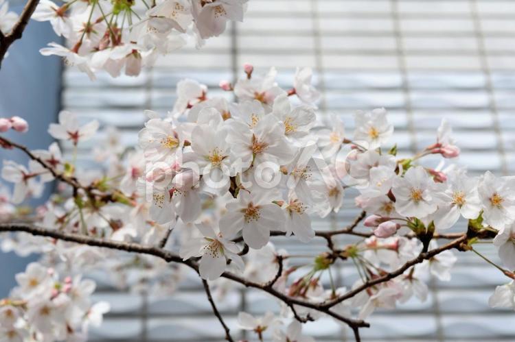 ソメイヨシノの桜の花 ソメイヨシノ,桜,花の写真素材