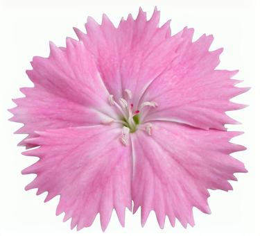 Nadeshiko(與裁減通行證) Nadeshiko(與裁減通行證)