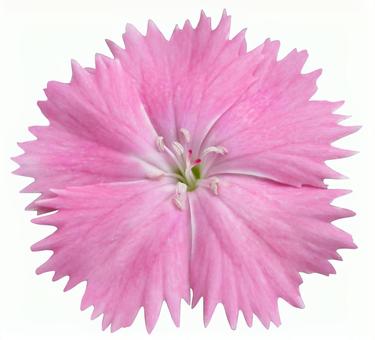 Nadeshiko (with clipping pass), nadeshiko, blumen, ausschnitt, JPG