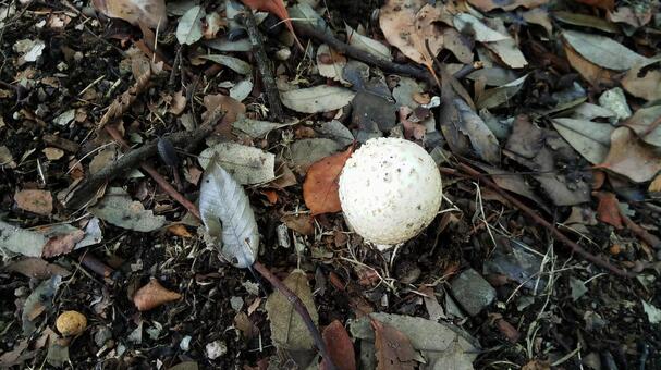 からかさたけ２の写真