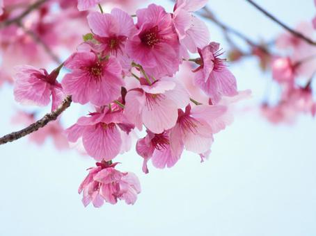 桜 桜の写真