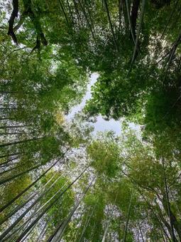 佐倉城跡公園のひよどり坂の竹 佐倉城跡公園のひよどり坂の竹 佐倉城跡,公園,千葉県佐倉市の写真素材