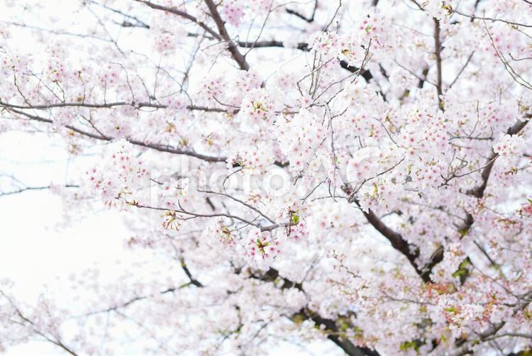 桜の木 桜,サクラ,さくらの写真素材