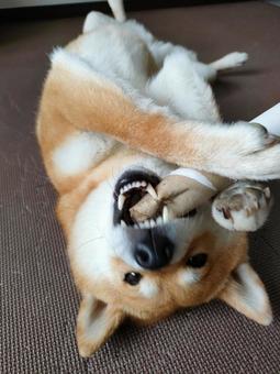 Photo, dog, shiva, shiba inu, 
