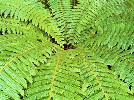 シダ植物のクローズアップ シダ植物のクローズアップ シダ植物,クローズアップ,色鮮やかの写真素材