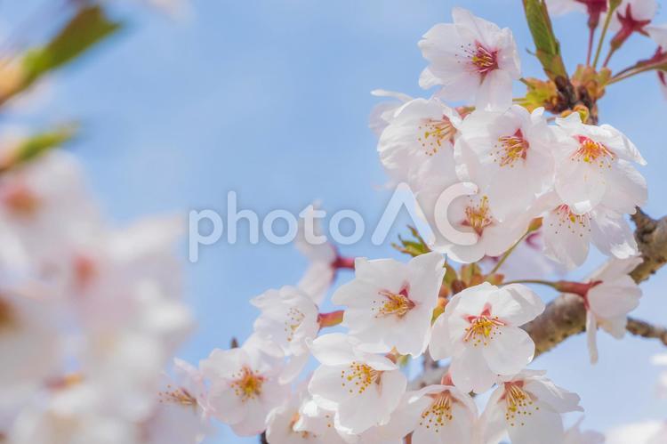 満開の桜　春のイメージ 桜,さくら,サクラの写真素材