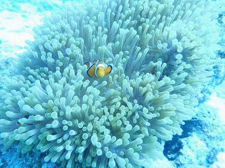 クマノミ クマノミ 珊瑚礁,珊瑚,海の写真素材