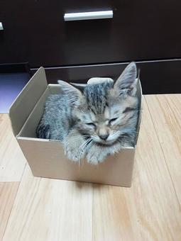 猫がお風呂に入ってるかのような一面 猫がお風呂に入ってるかのような一面 猫,段ボール,お風呂の写真素材