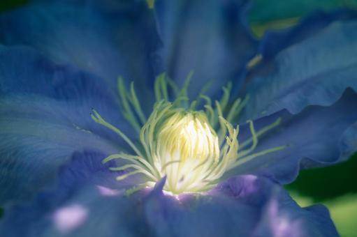 Clematis close-up, JPG Clematis close-up, JPG