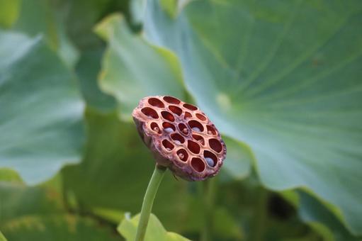 茶色の蓮の実のアップ 茶色の蓮の実のアップ 茶色,蓮の実,アップの写真素材