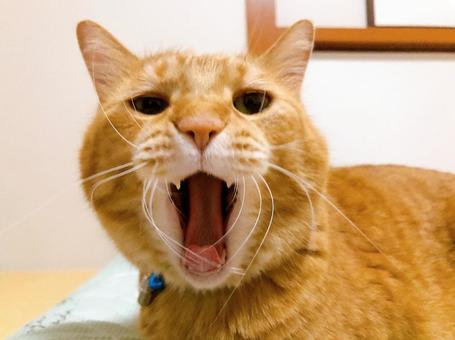 茶トラ猫 茶トラ猫 ねこ,猫,にゃんこの写真素材