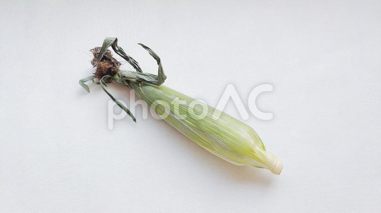 とうもろこし（皮付き・1本・ななめ） コーン,とうもろこし,野菜の写真素材