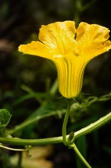 カボチャの花 カボチャの花の写真