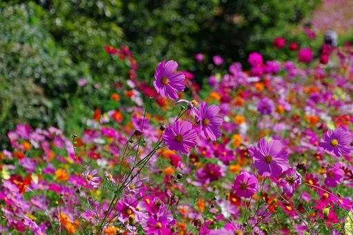 コスモス満開 コスモス満開 コスモス,秋桜,満開の写真素材
