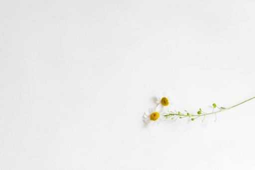 Photo, white, flower, flowers, 