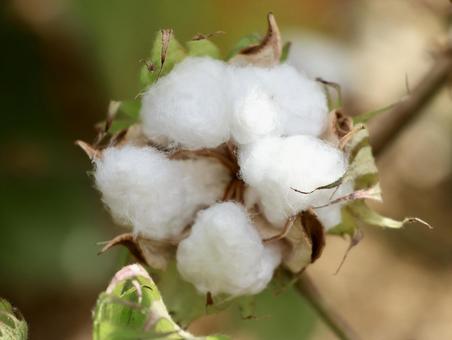 コットンボールの写真