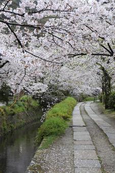 哲学の道 桜 京都 哲学の道 桜 京都 哲学の道,桜,無人の写真素材