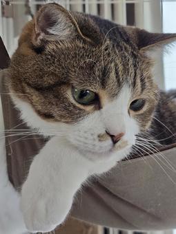 Cat in a hammock, JPG Cat in a hammock, JPG