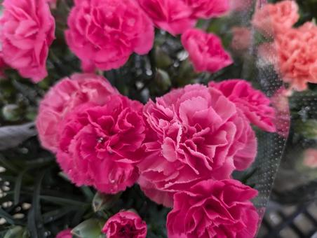Photo, carnation, flower, flour, 