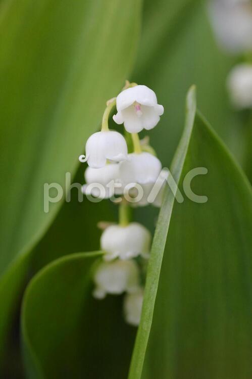 すずらんの花のクローズアップ スズラン,鈴蘭,ドイツ鈴蘭の写真素材
