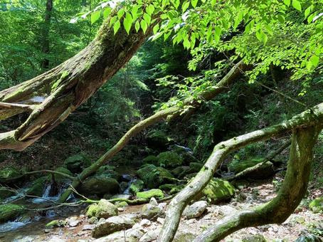 倒木と苔岩が並ぶ静かな沢 倒木,渓流,小川の写真素材