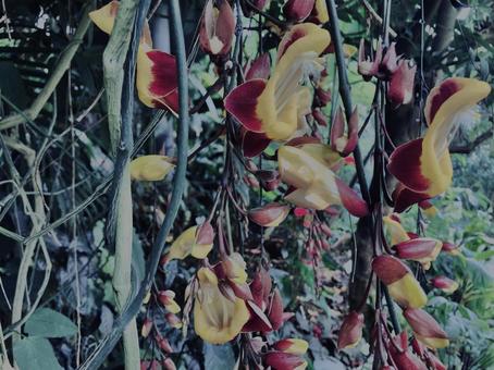 Photo, thunbergia, mysoresistance, plant, 