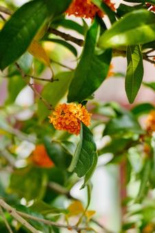 金木犀の花のアップ4 金木犀の花のアップ4の写真