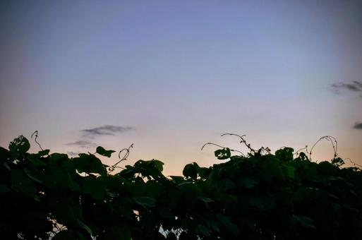 淡い夕空と葉っぱ達のシルエット 淡い夕空と葉っぱ達のシルエットの写真