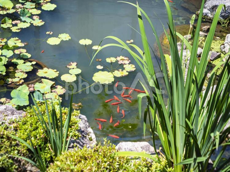 和風の庭の池の鯉 和風の庭,池,恋の写真素材