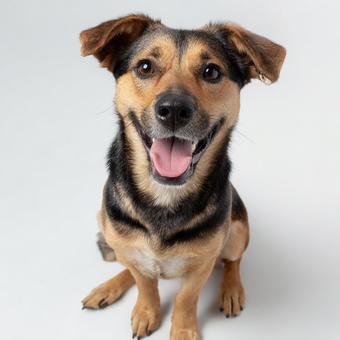 おすわりする茶色の犬の写真