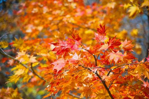天鏡台・昭和の森の紅葉 紅葉,秋,山の写真素材