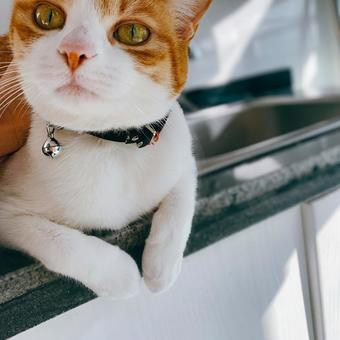Photo, cat, tea white cat, up, 