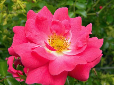 バラの花のイメージ_05 バラの花のイメージ_05 バラ,ロサ・ガリカ,花の写真素材