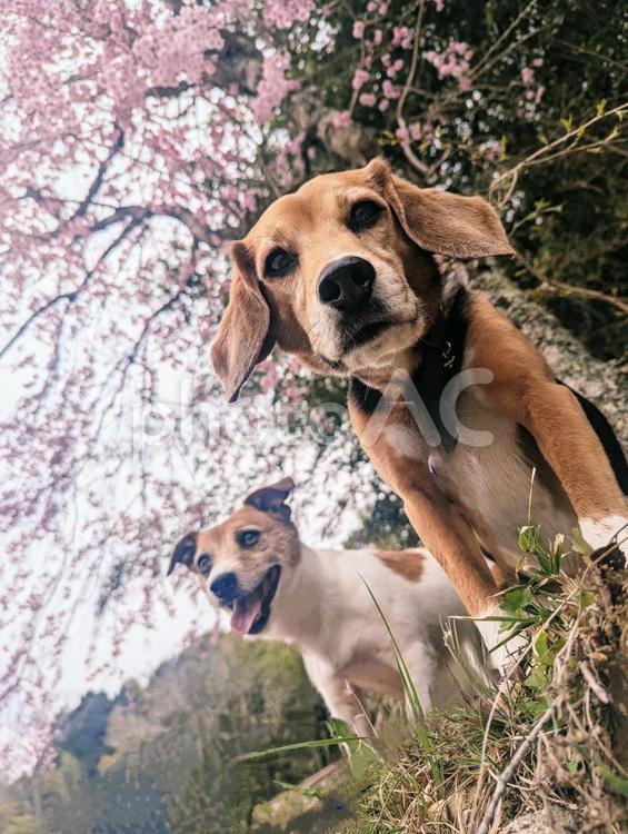 僕達ちゃんと写ってる？ 犬,ビーグル,桜の写真素材